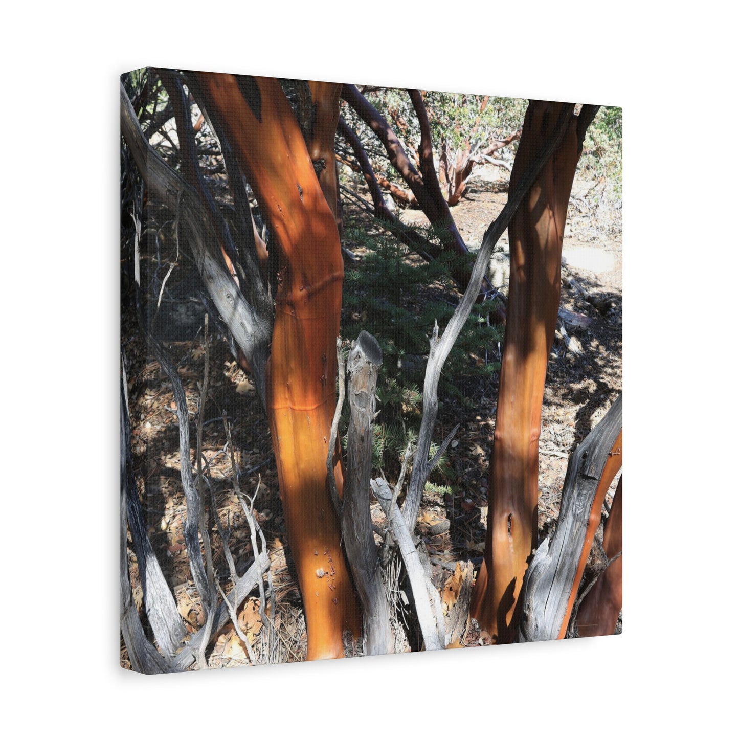 Peeling Bark of Ancient Trees - Unique Frameless Canvas Wall Art