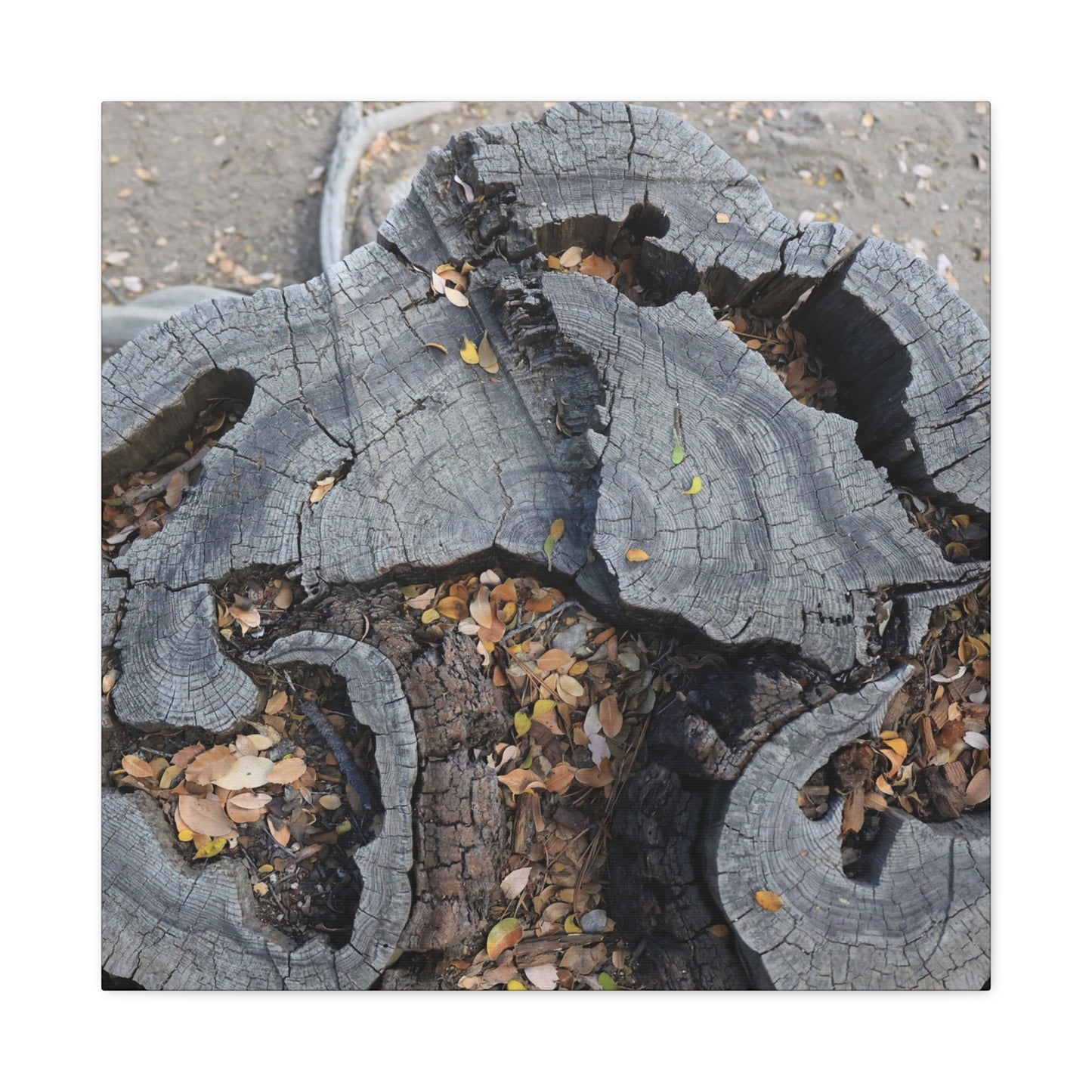 Weathered Woodland Whispers - Unique Frameless Canvas Wall Art - Art By Earth