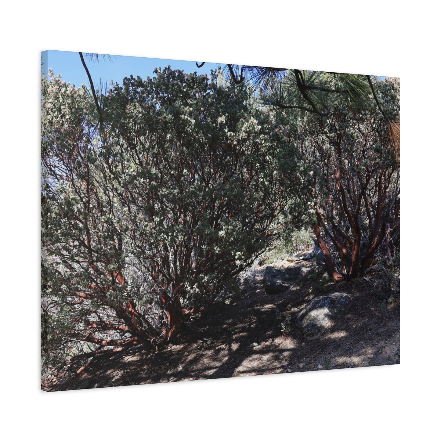 Desert Blooms - Unique Frameless Canvas Wall Art