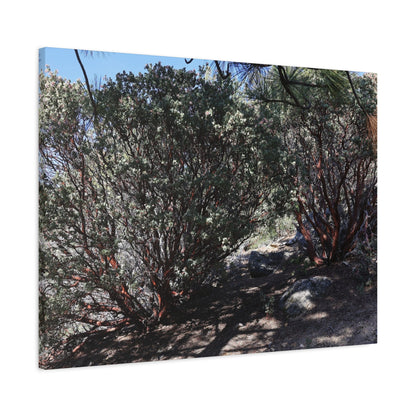Desert Blooms - Unique Frameless Canvas Wall Art