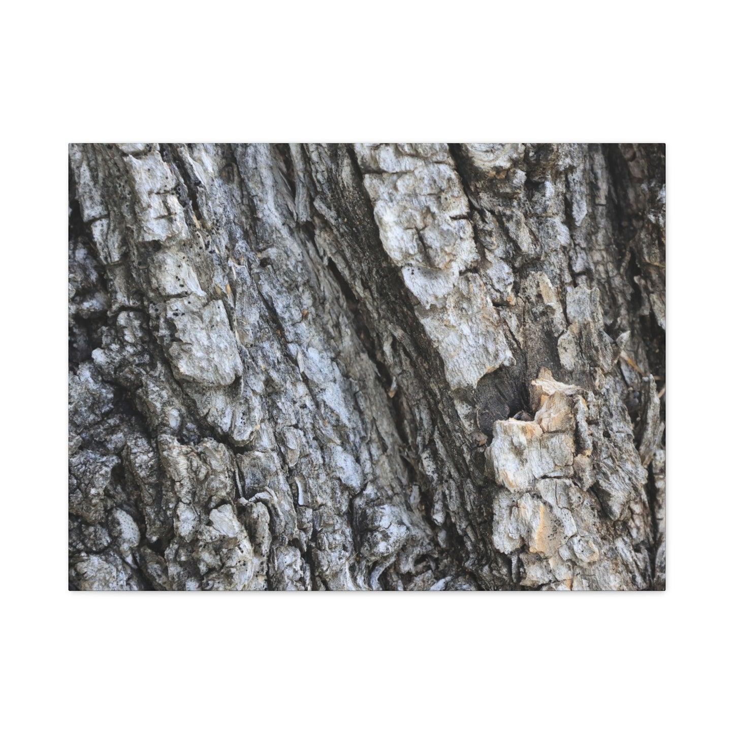 Nature's Rough Embrace - Unique Frameless Canvas Wall Art - Art By Earth