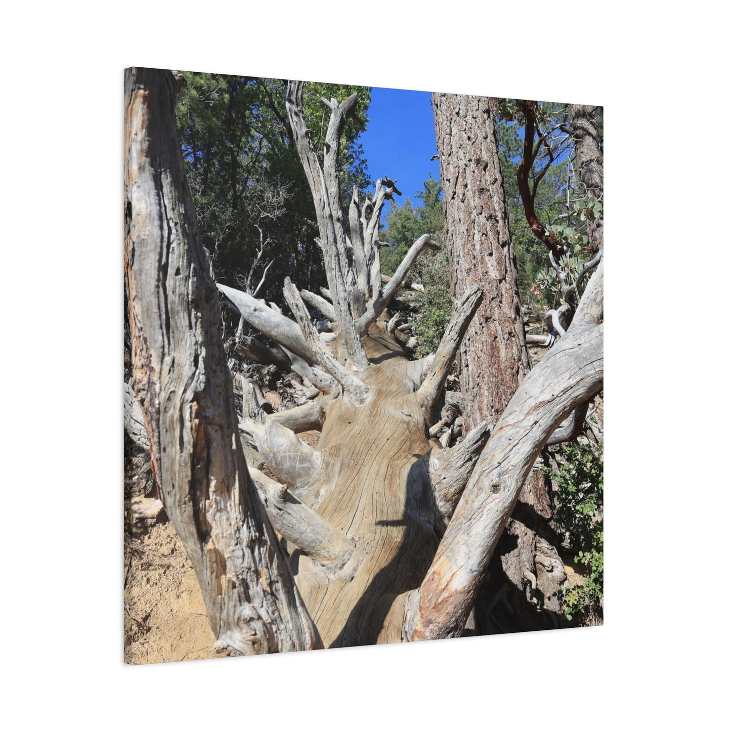 Twisted Roots - Unique Frameless Canvas Wall Art