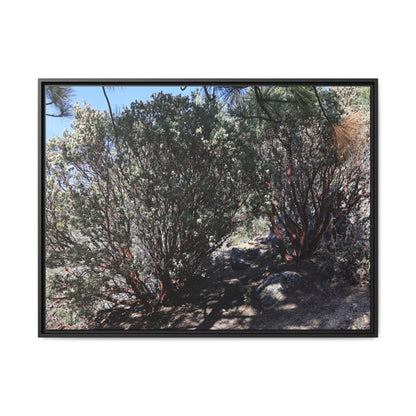 Desert Trail Through Blooming Manzanita - Unique Stretched Canvas Wall Art