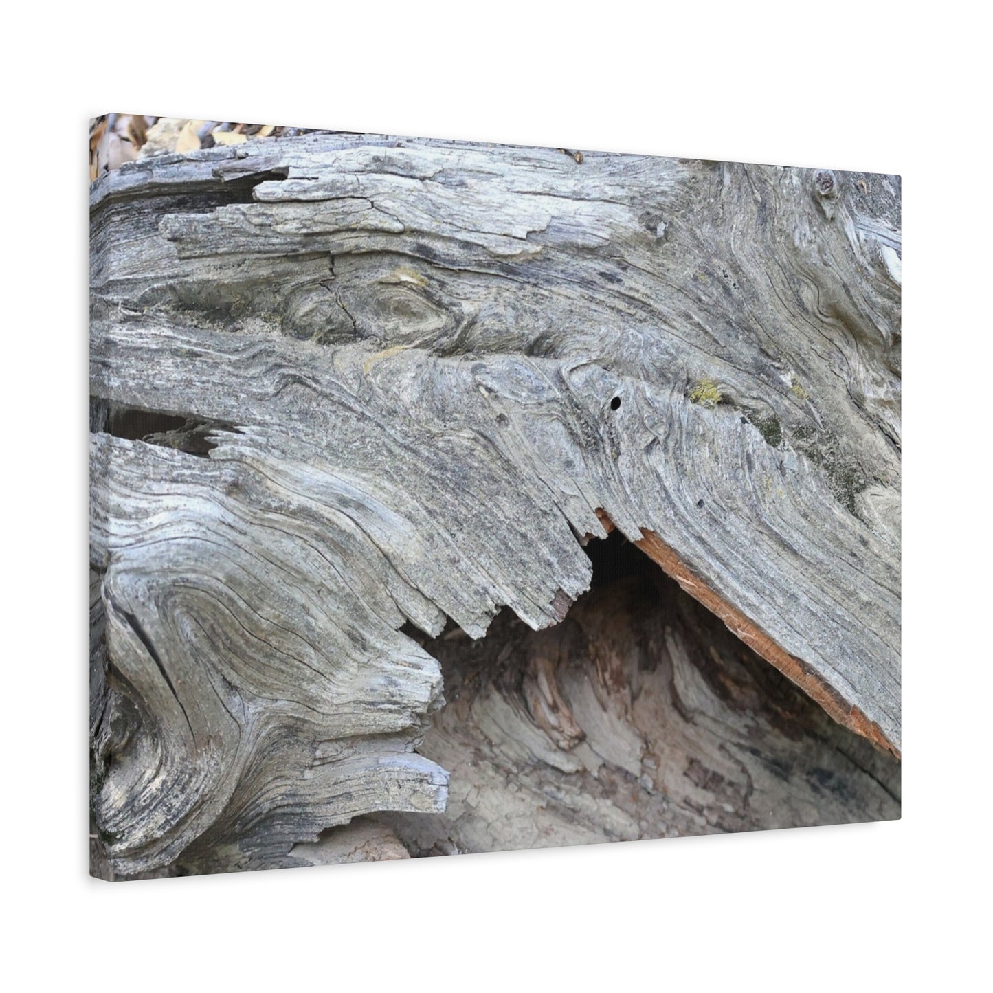 Whispers of Ancient Wood - Unique Frameless Canvas Wall Art - Art By Earth