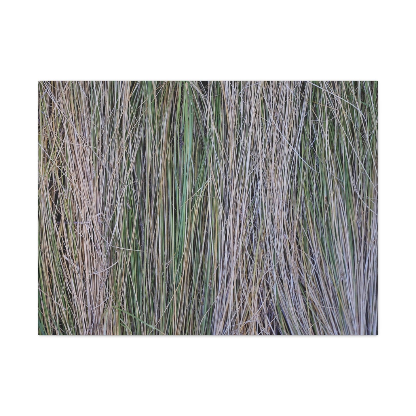 Whispers of Grass - Unique Frameless Canvas Wall Art - Art By Earth