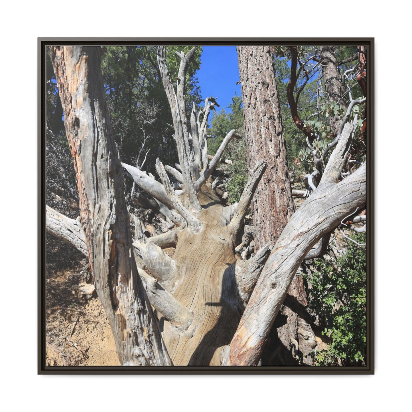 Forest Sentinels - Unique Stretched Canvas Wall Art