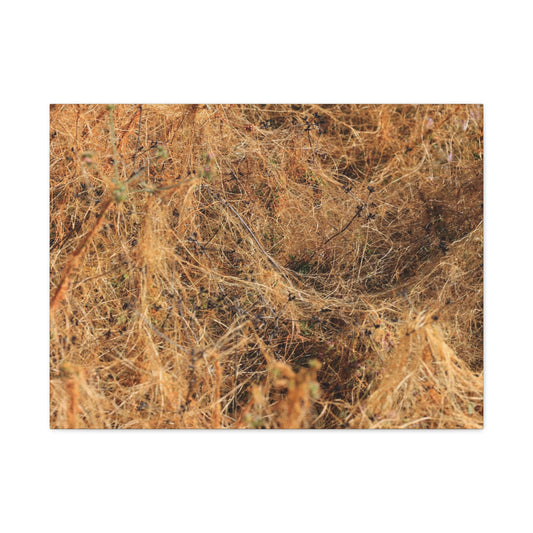 Dried Grasses - Unique Frameless Canvas Wall Art - Art By Earth