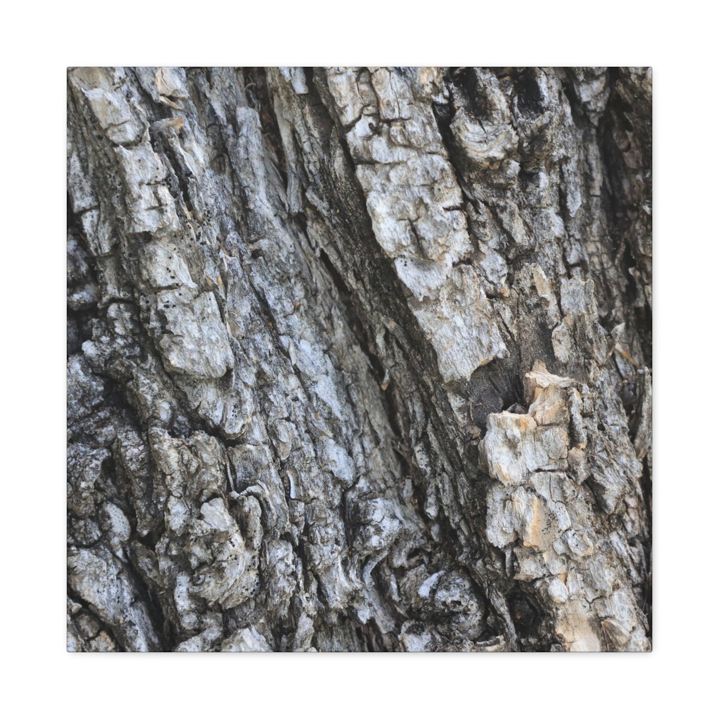 Nature's Rough Embrace - Unique Frameless Canvas Wall Art - Art By Earth