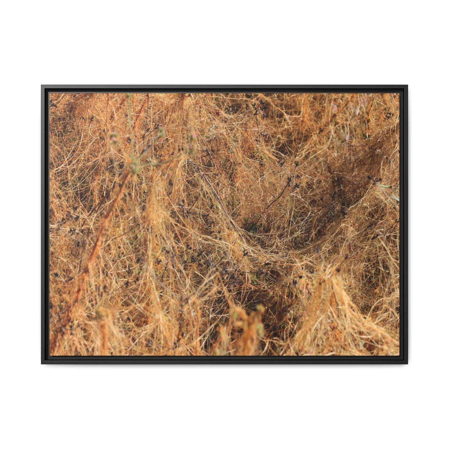 Dried Vegetation Study - Unique Stretched Canvas Wall Art - Art By Earth