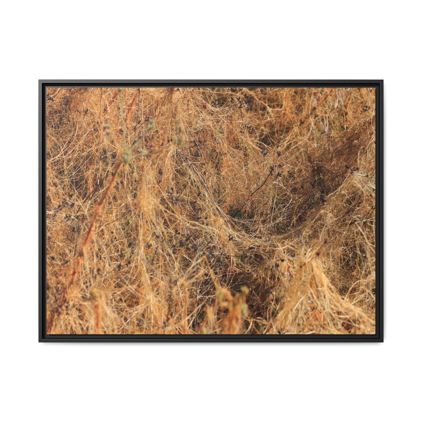 Dried Vegetation Study - Unique Stretched Canvas Wall Art - Art By Earth