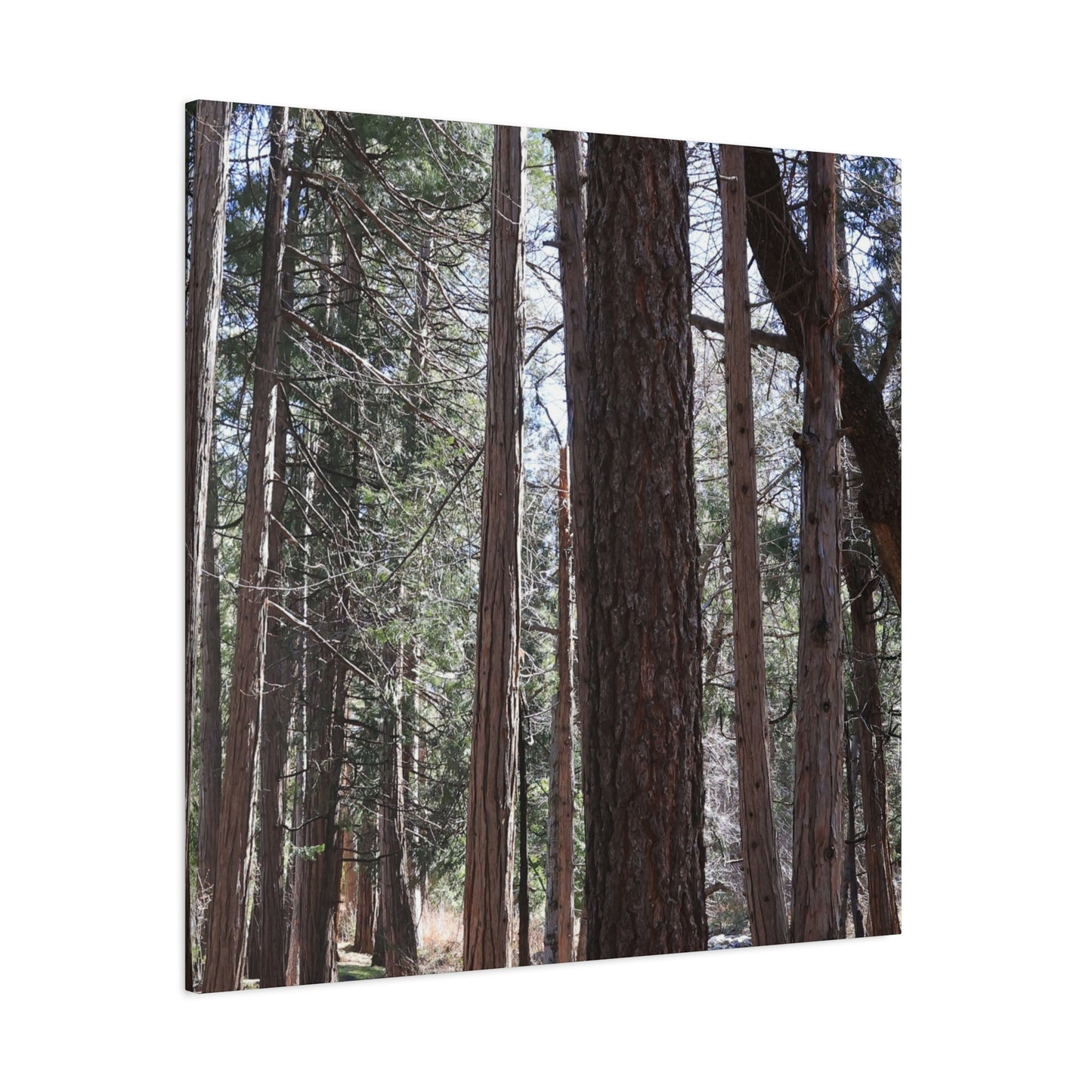 Vertical Sentinels - Unique Frameless Canvas Wall Art - Art By Earth