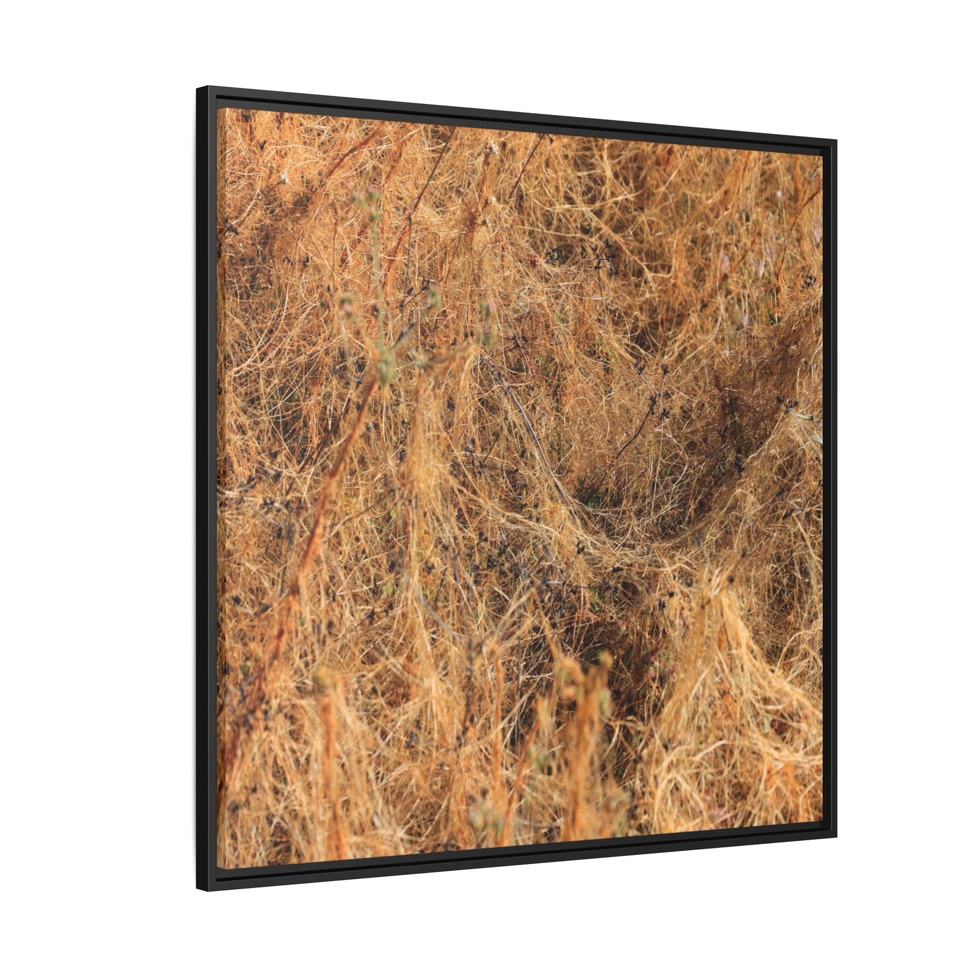 Dried Vegetation Study - Unique Stretched Canvas Wall Art - Art By Earth