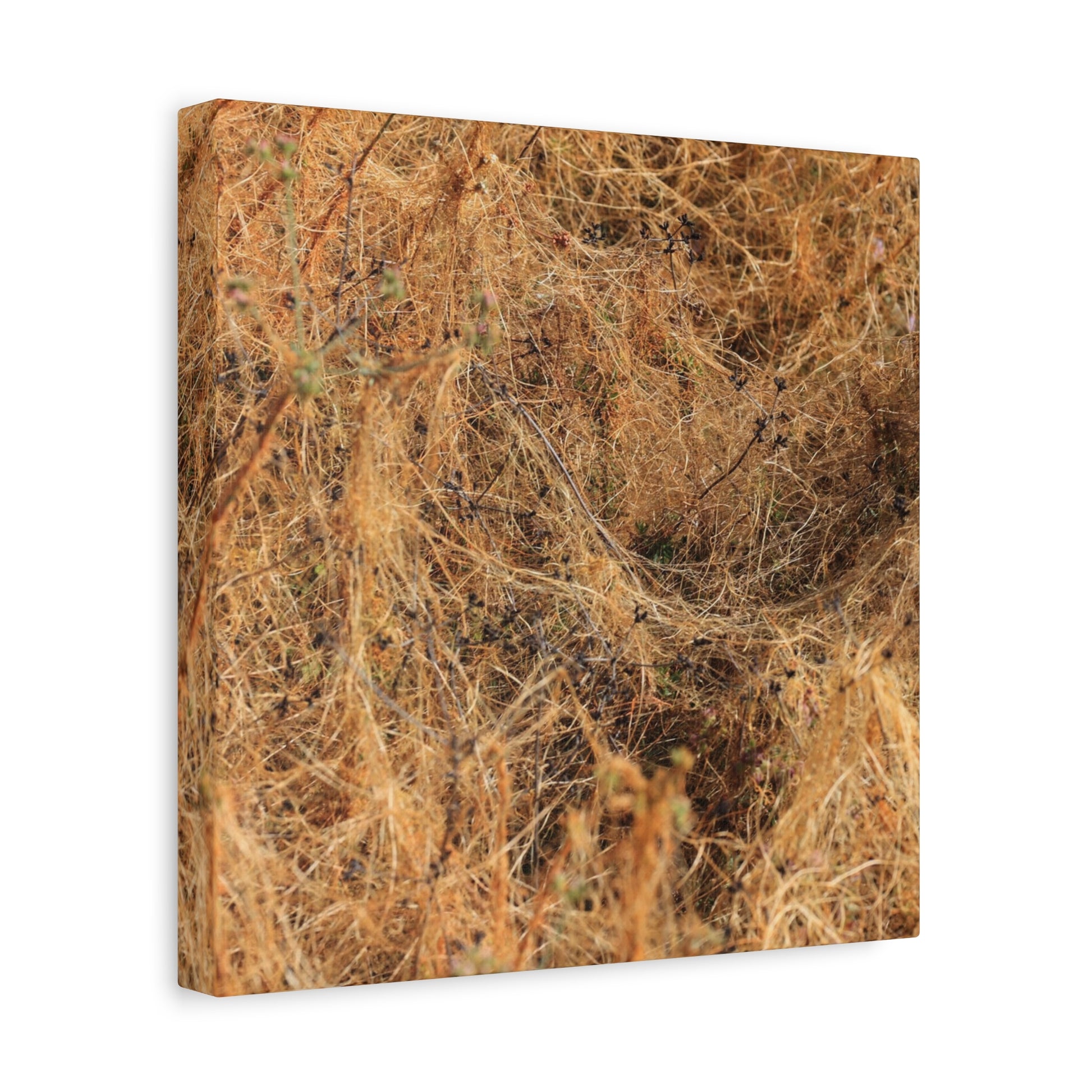 Dried Grasses - Unique Frameless Canvas Wall Art - Art By Earth