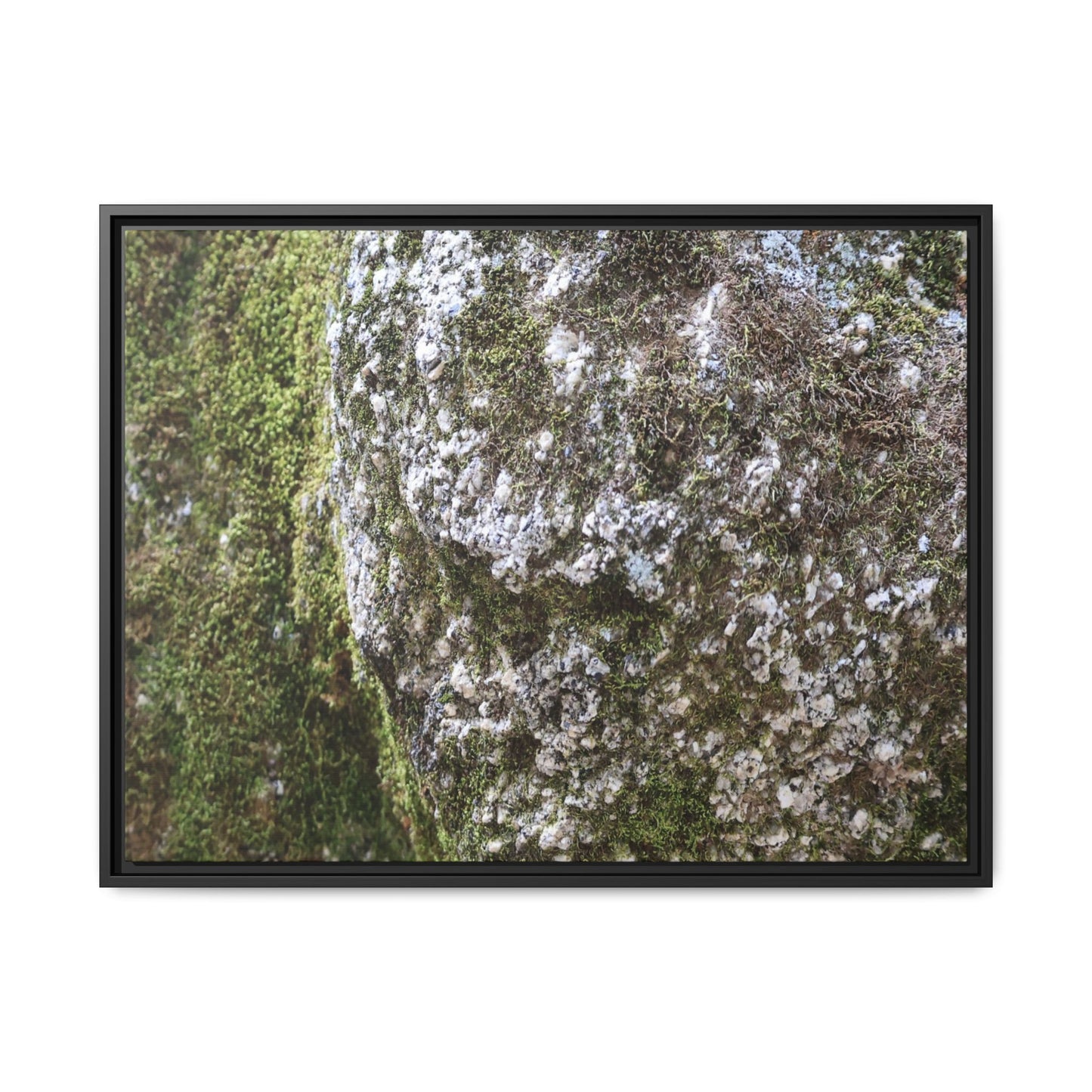 Lichen Landscape - Unique Stretched Canvas Wall Art - Art By Earth