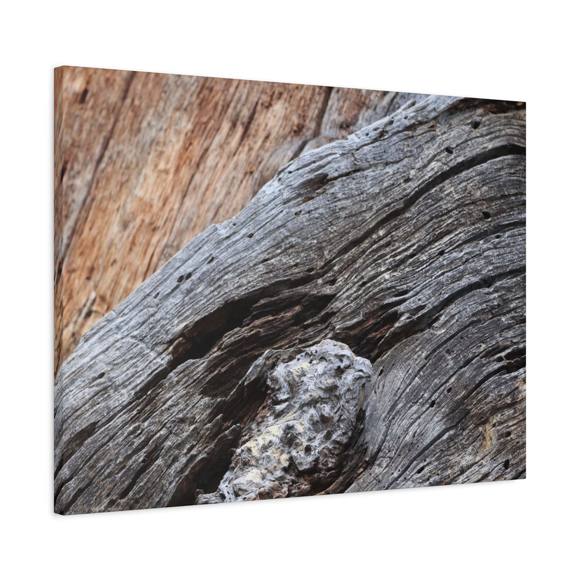 Tree Bark Texture - Unique Frameless Canvas Wall Art - Art By Earth