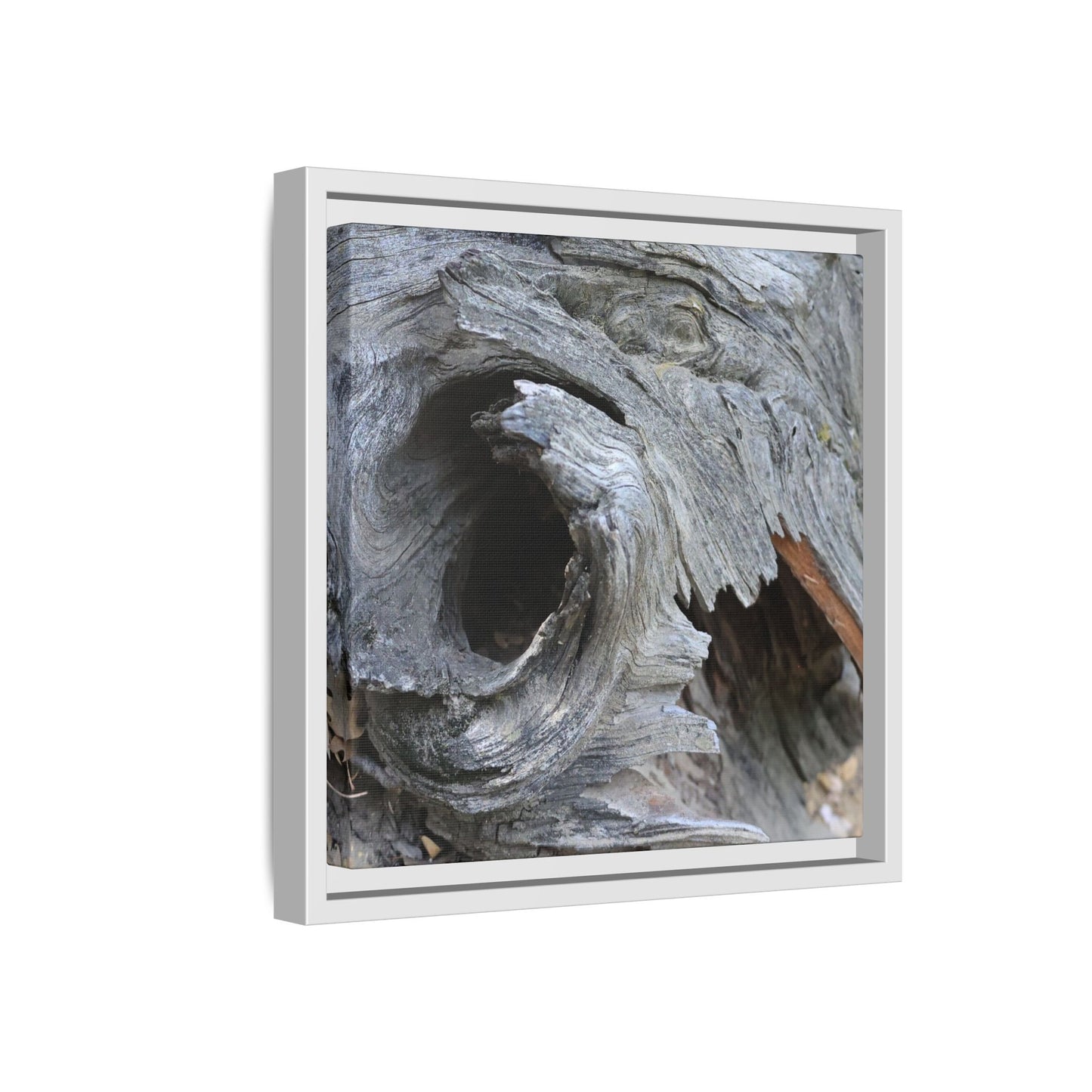 Bark's Labyrinth - Unique Stretched Canvas Wall Art - Art By Earth