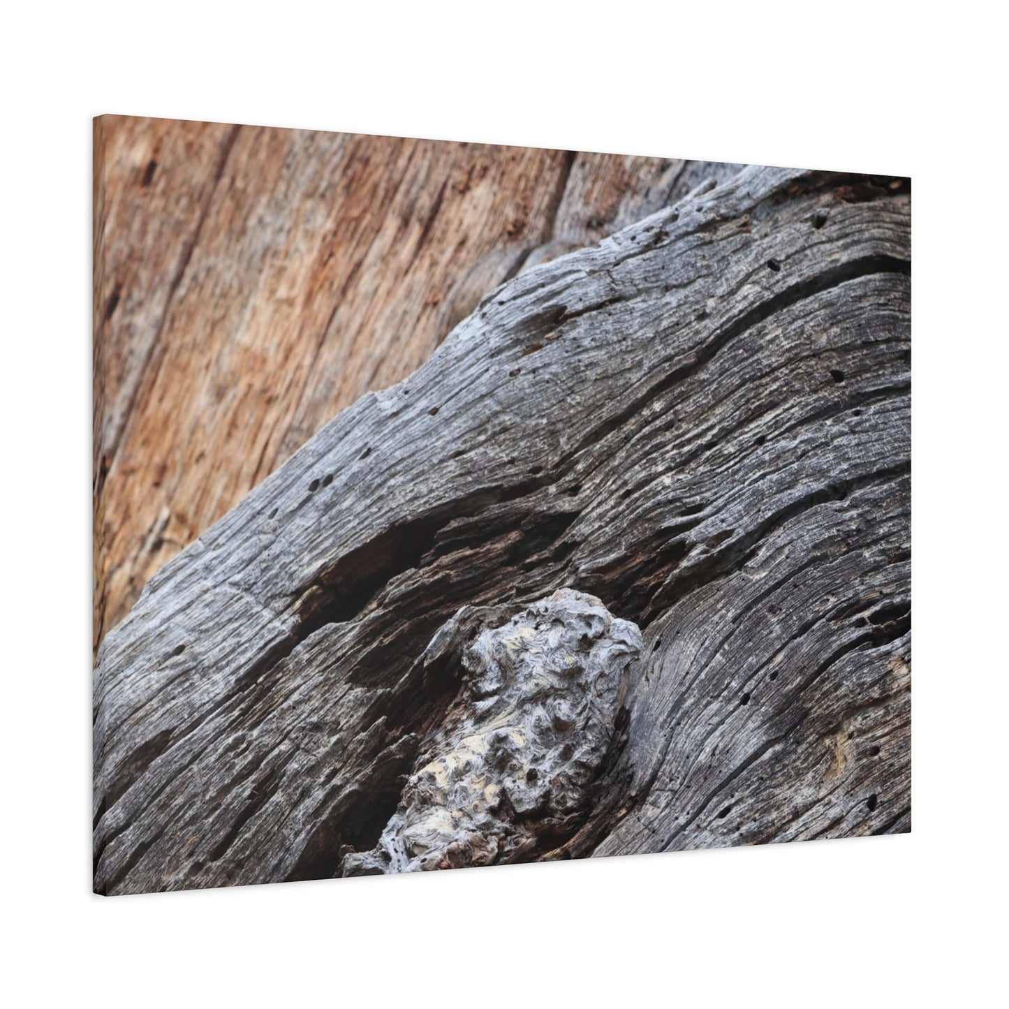Tree Bark Texture - Unique Frameless Canvas Wall Art - Art By Earth