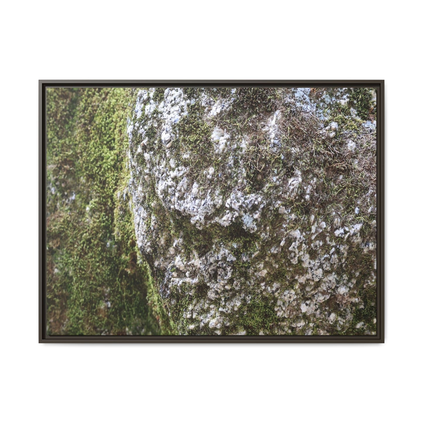 Lichen Landscape - Unique Stretched Canvas Wall Art - Art By Earth