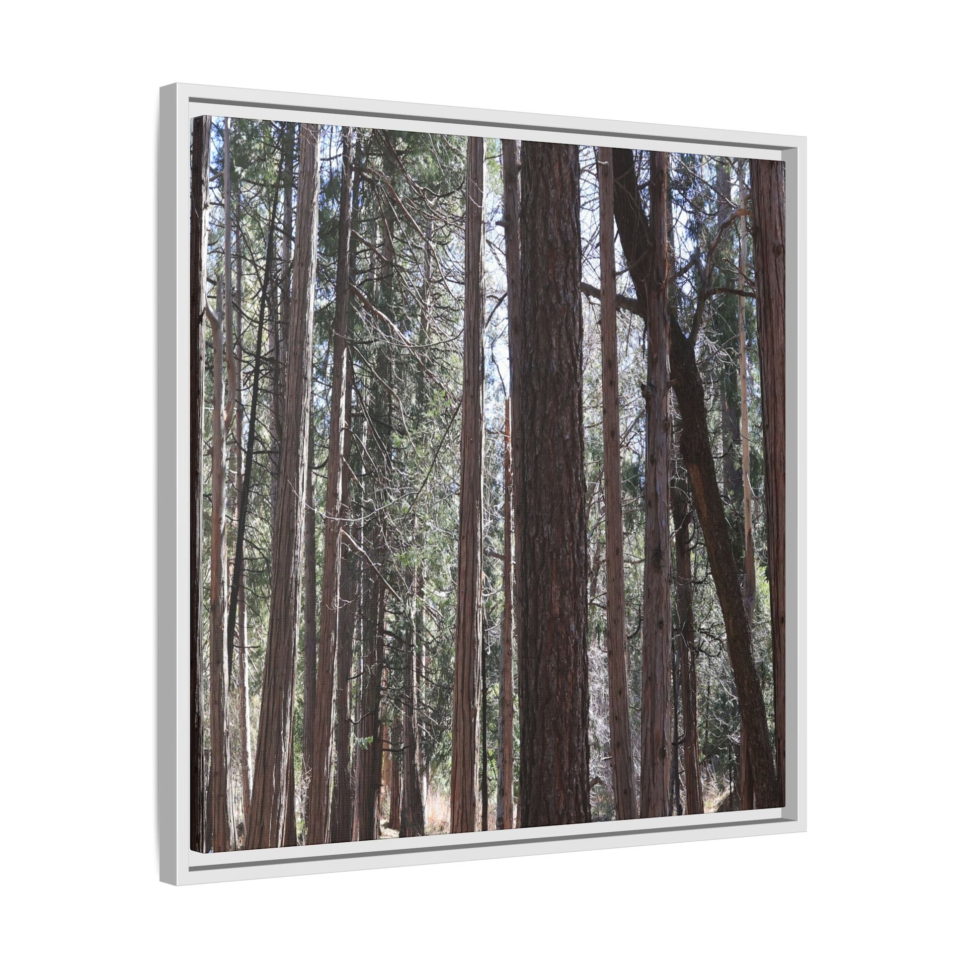 Forest Cathedral - Unique Stretched Canvas Wall Art - Art By Earth