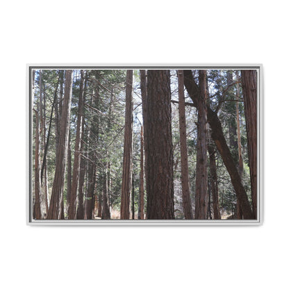 Forest Cathedral - Unique Stretched Canvas Wall Art - Art By Earth