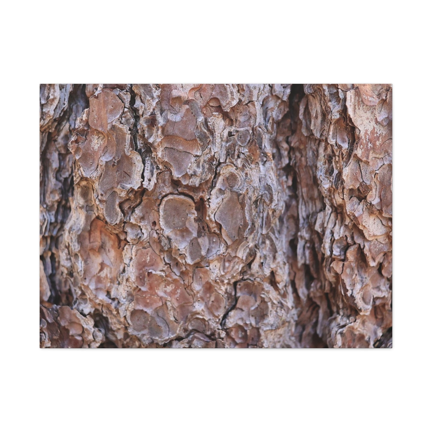 Rugged Bark Landscape - Unique Frameless Canvas Wall Art - Art By Earth
