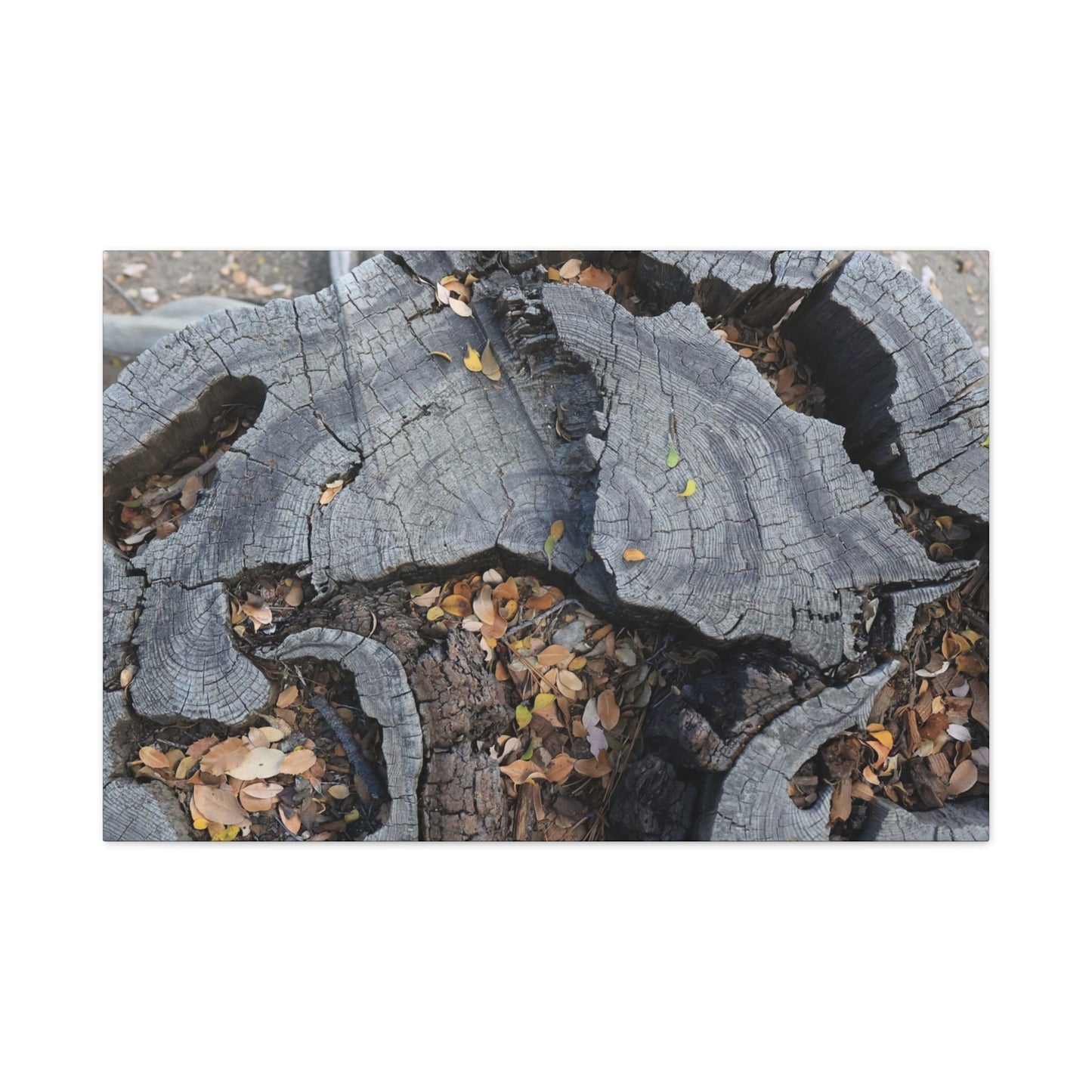 Weathered Woodland Whispers - Unique Frameless Canvas Wall Art - Art By Earth