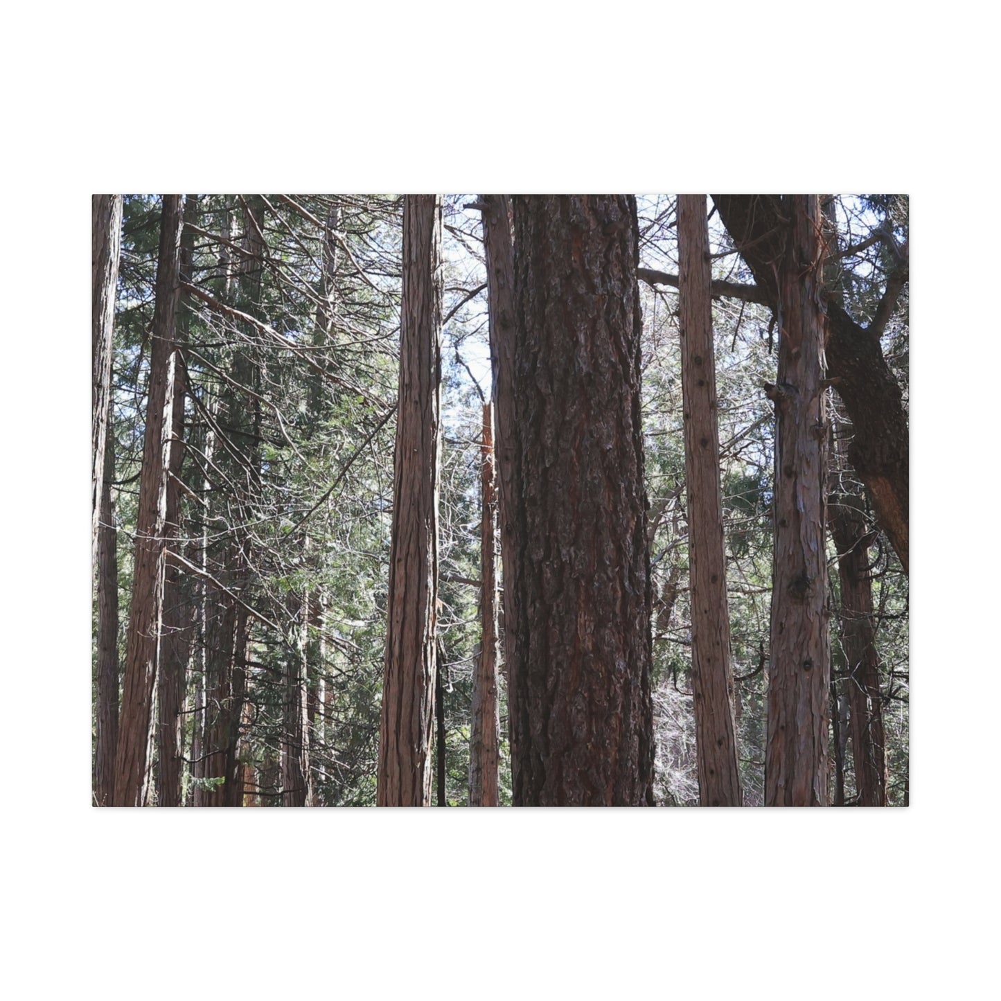 Vertical Sentinels - Unique Frameless Canvas Wall Art - Art By Earth