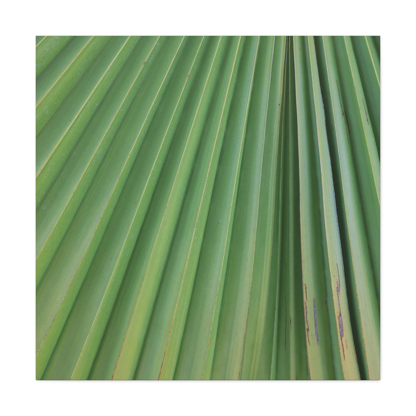 Palm Pulse - Unique Frameless Canvas Wall Art - Art By Earth