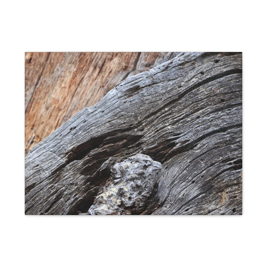 Tree Bark Texture - Unique Frameless Canvas Wall Art - Art By Earth