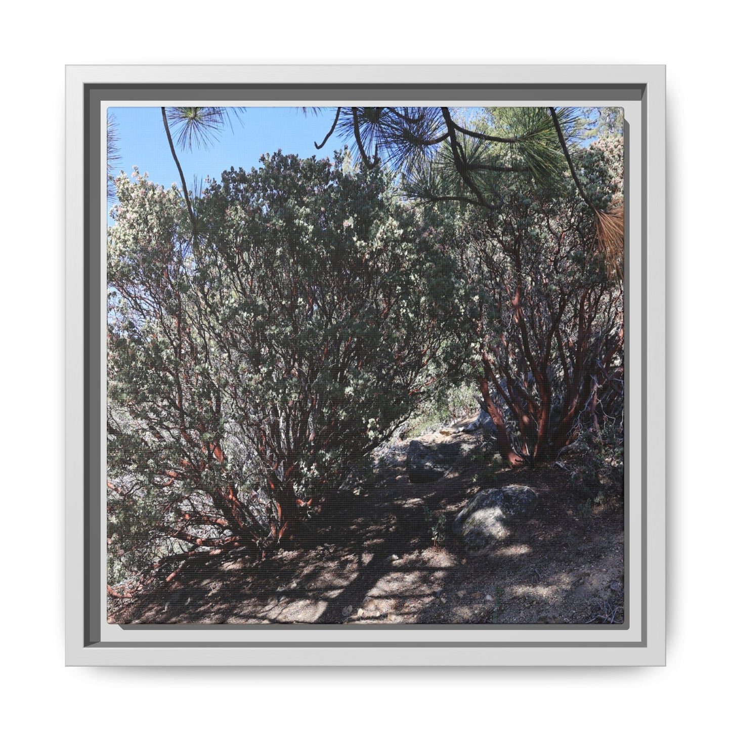 Desert Trail Through Blooming Manzanita - Unique Stretched Canvas Wall Art