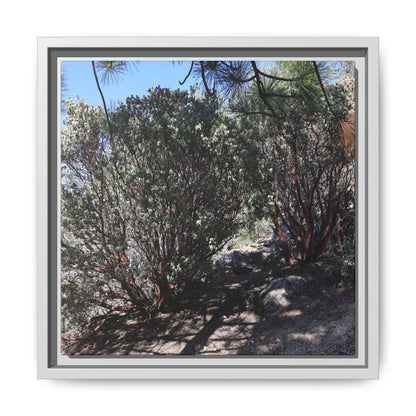 Desert Trail Through Blooming Manzanita - Unique Stretched Canvas Wall Art