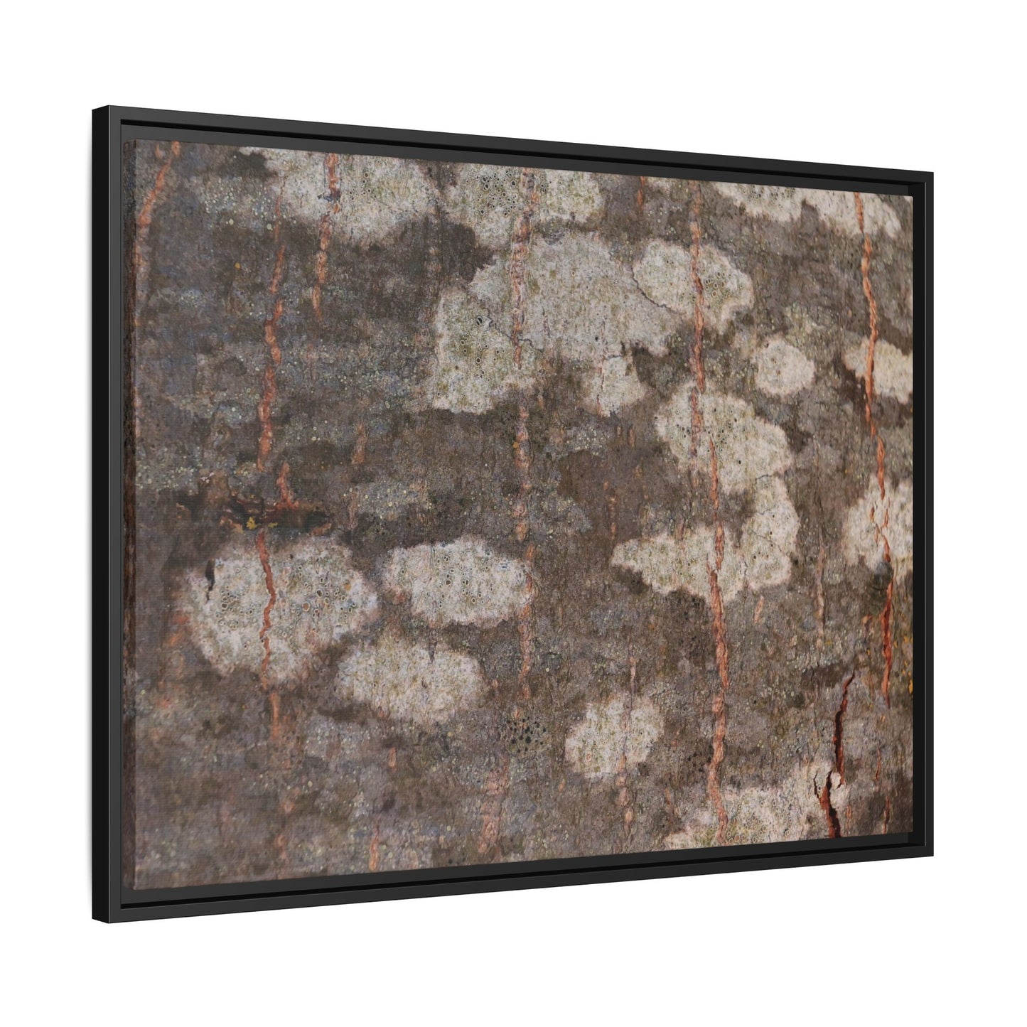 Lichen's Legacy - Unique Stretched Canvas Wall Art - Art By Earth