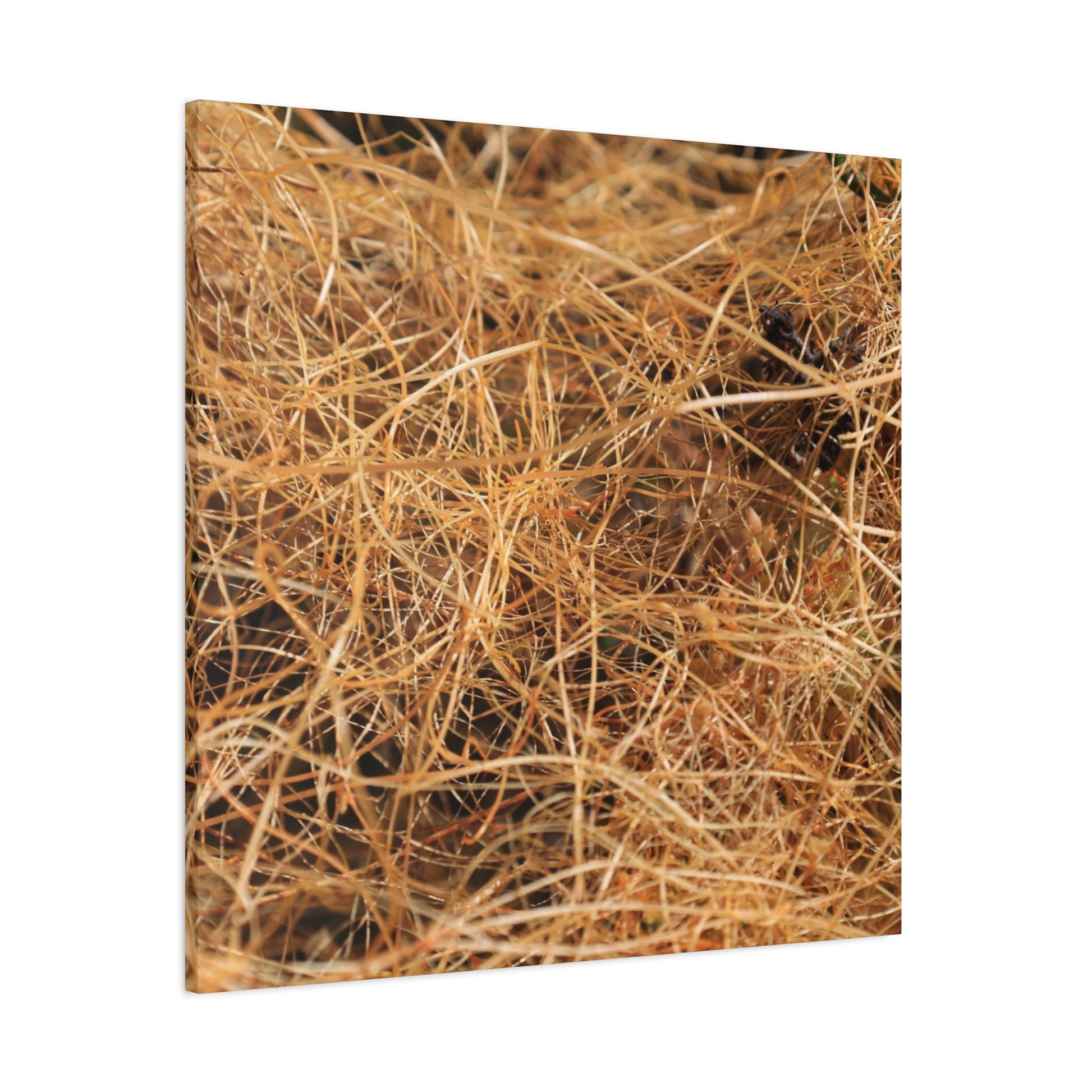 Dry Grass - Unique Frameless Canvas Wall Art - Art By Earth