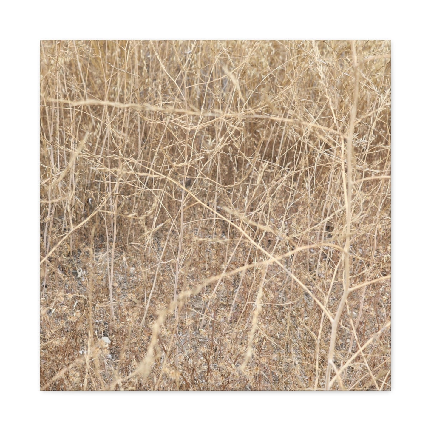 Dry Echoes - Unique Frameless Canvas Wall Art - Art By Earth