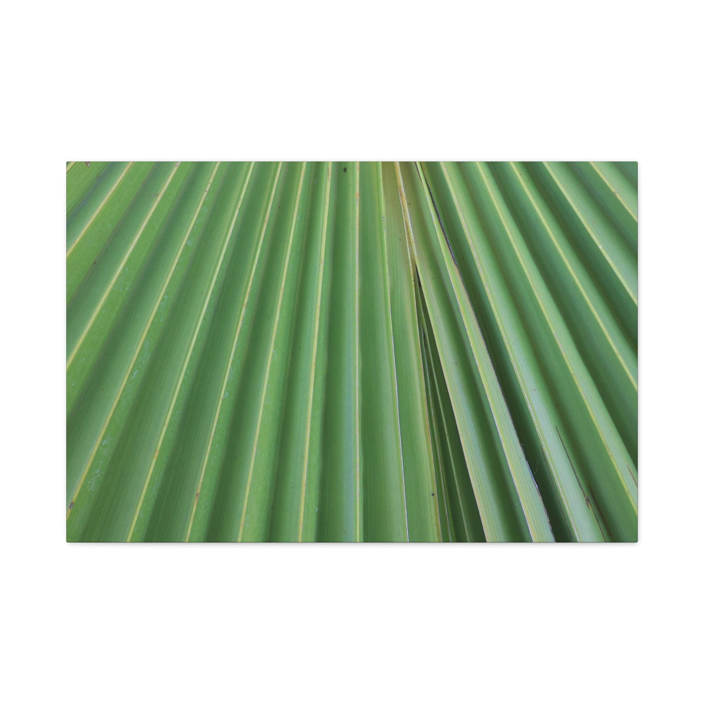 Fan of Green - Unique Frameless Canvas Wall Art - Art By Earth