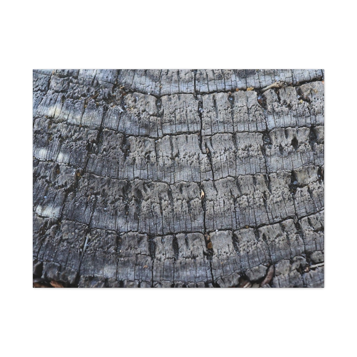 Whispers of Age - Unique Frameless Canvas Wall Art - Art By Earth