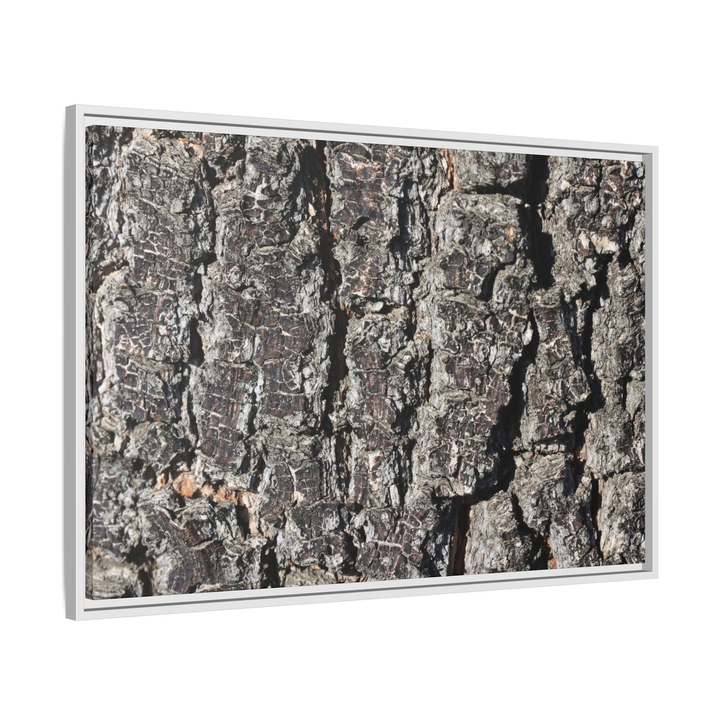 Bark Study in Gray - Unique Stretched Canvas Wall Art - Art By Earth