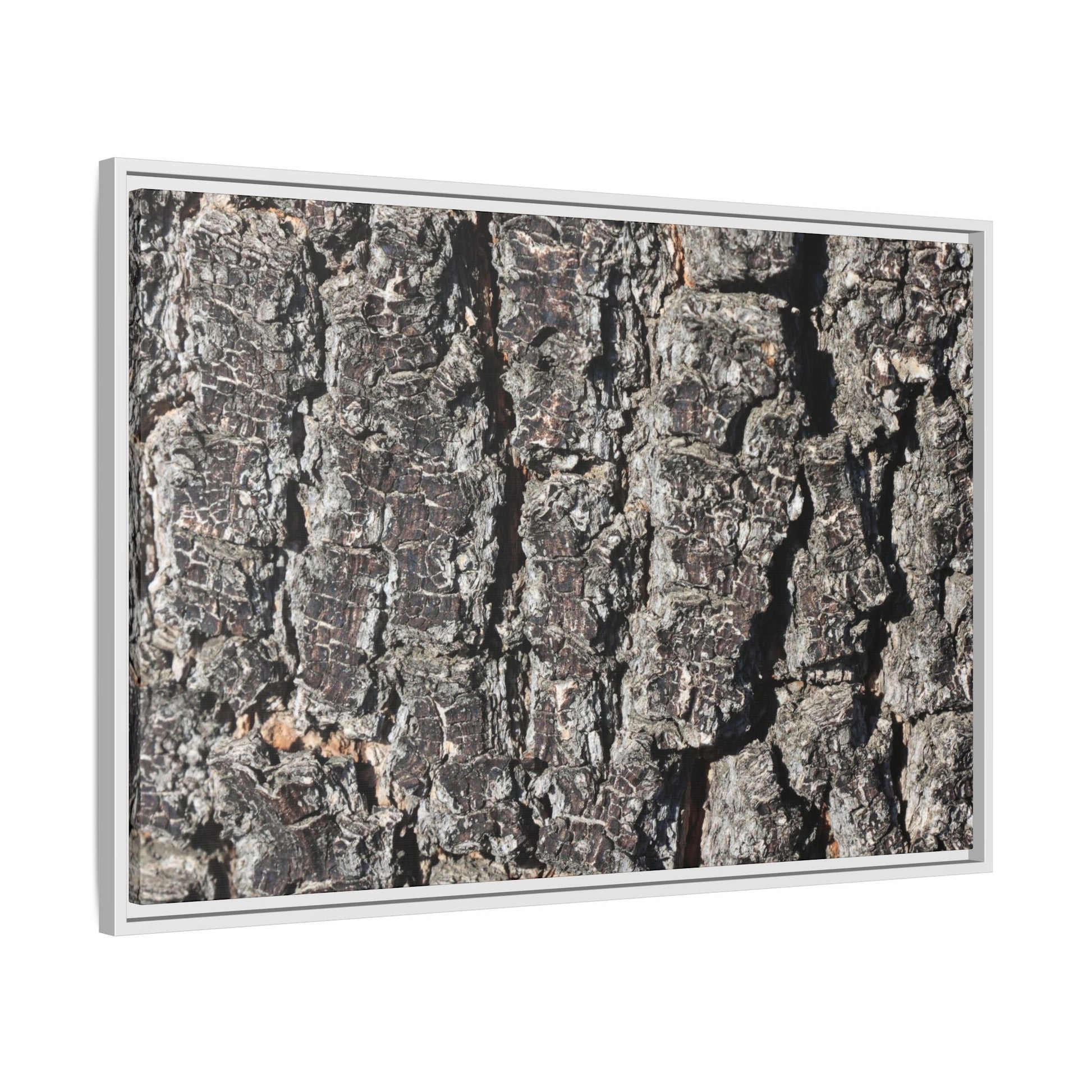 Bark Study in Gray - Unique Stretched Canvas Wall Art - Art By Earth