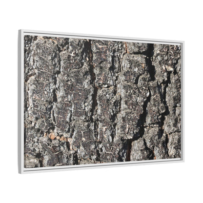 Bark Study in Gray - Unique Stretched Canvas Wall Art - Art By Earth
