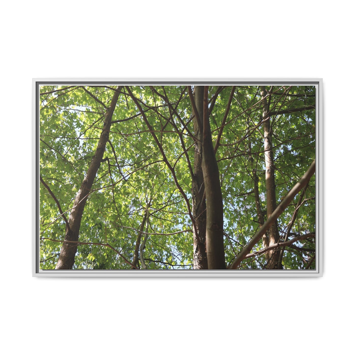 Forest Branches - Unique Stretched Canvas Wall Art