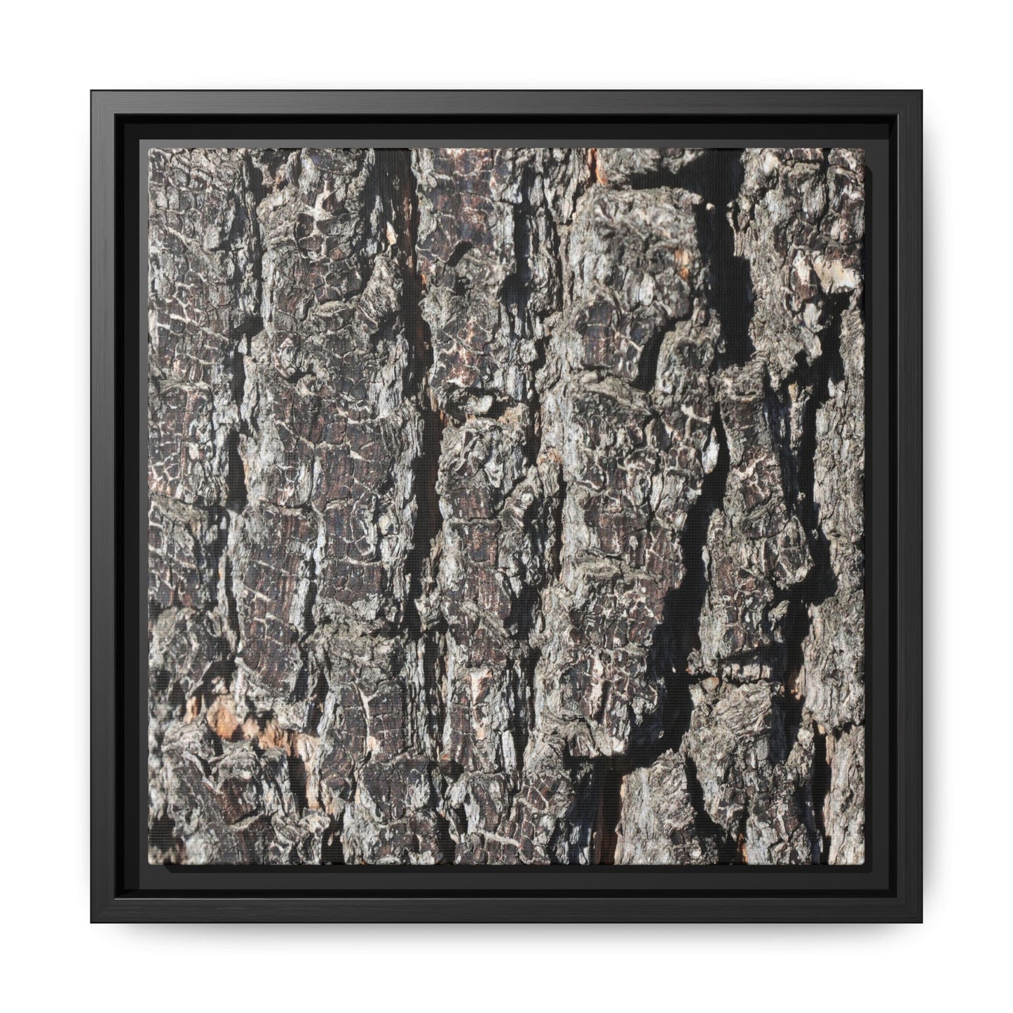 Bark Study in Gray - Unique Stretched Canvas Wall Art - Art By Earth
