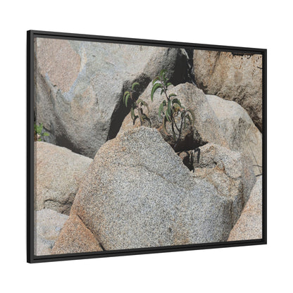 Desert Plant Thriving Among Rocks - Unique Stretched Canvas Wall Art