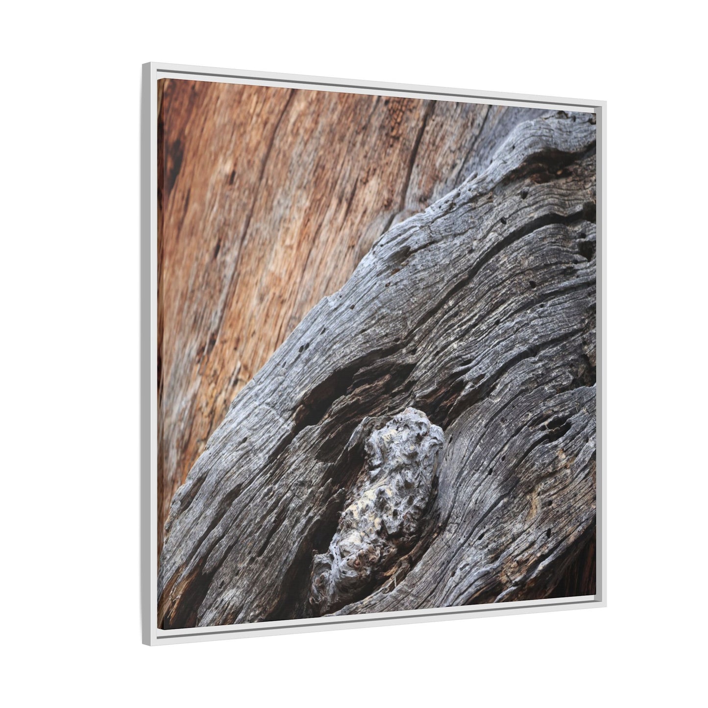 Time's Mark on Timber - Unique Stretched Canvas Wall Art - Art By Earth