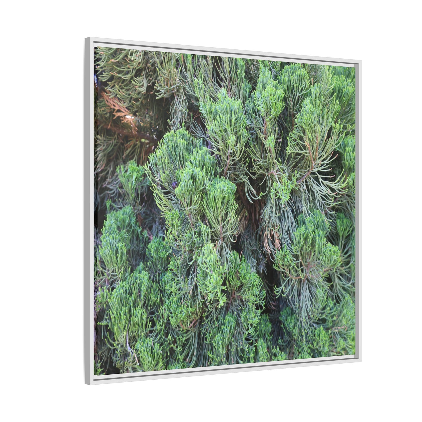Verdant Whispers - Unique Stretched Canvas Wall Art - Art By Earth