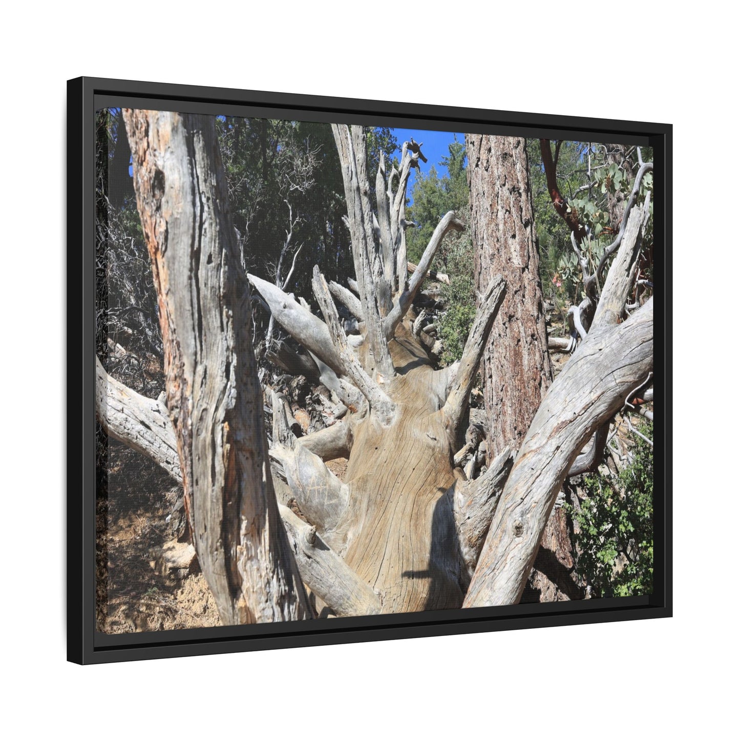 Forest Sentinels - Unique Stretched Canvas Wall Art