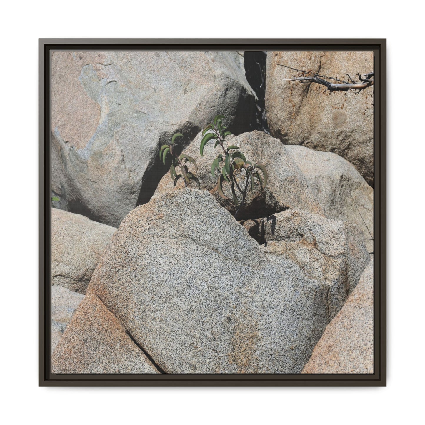 Desert Plant Thriving Among Rocks - Unique Stretched Canvas Wall Art