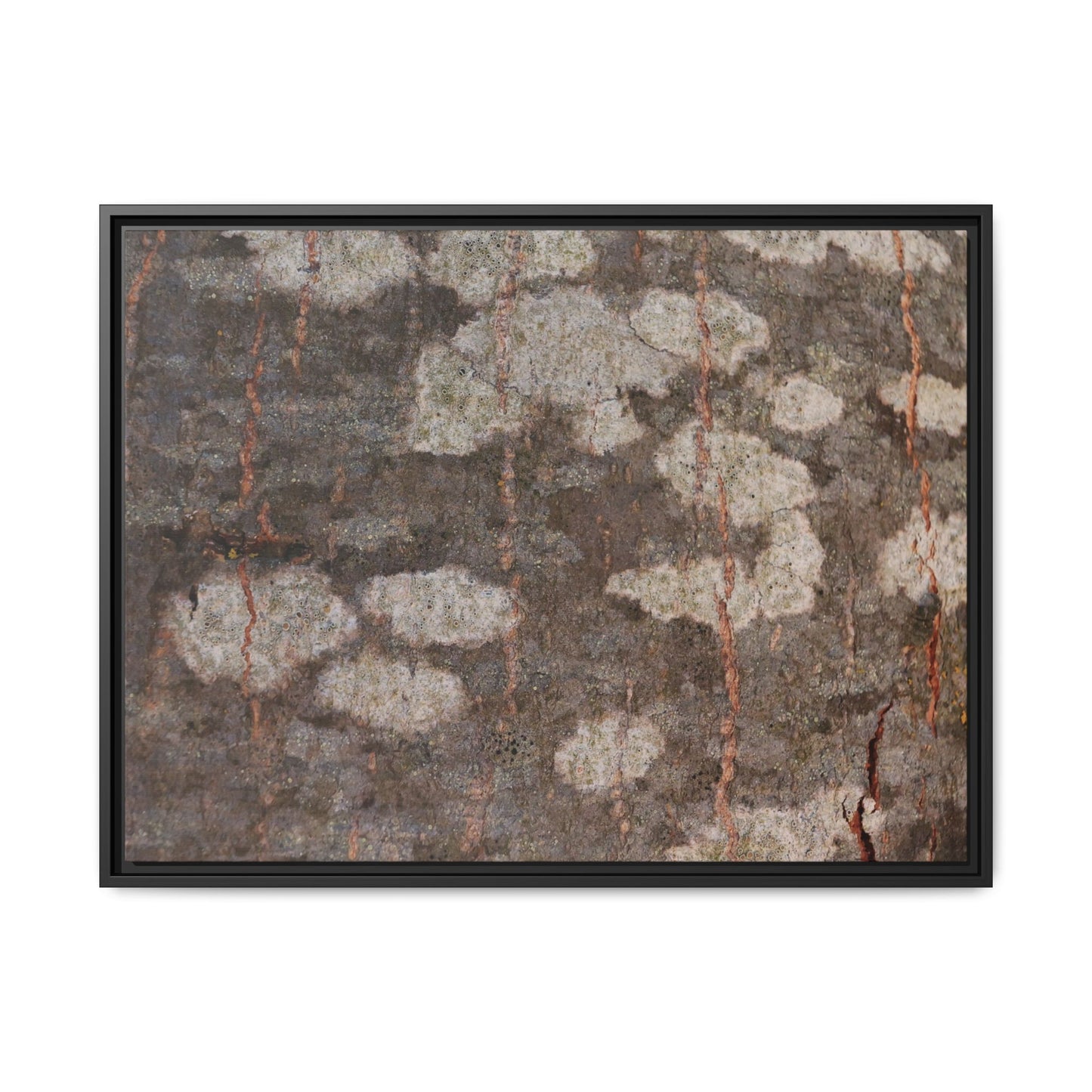 Lichen's Legacy - Unique Stretched Canvas Wall Art - Art By Earth