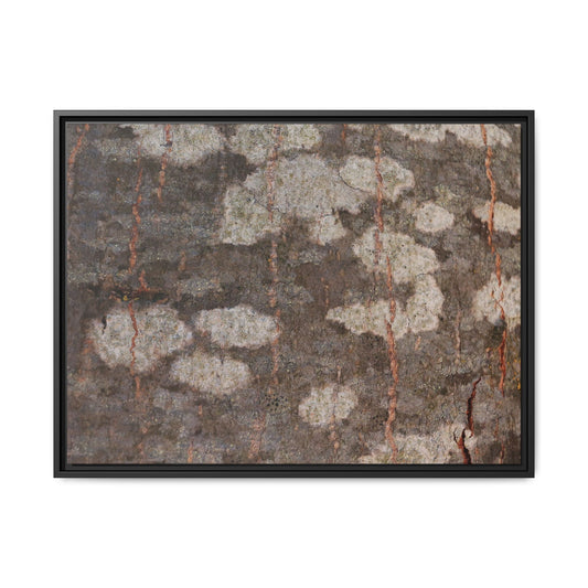 Lichen's Legacy - Unique Stretched Canvas Wall Art - Art By Earth