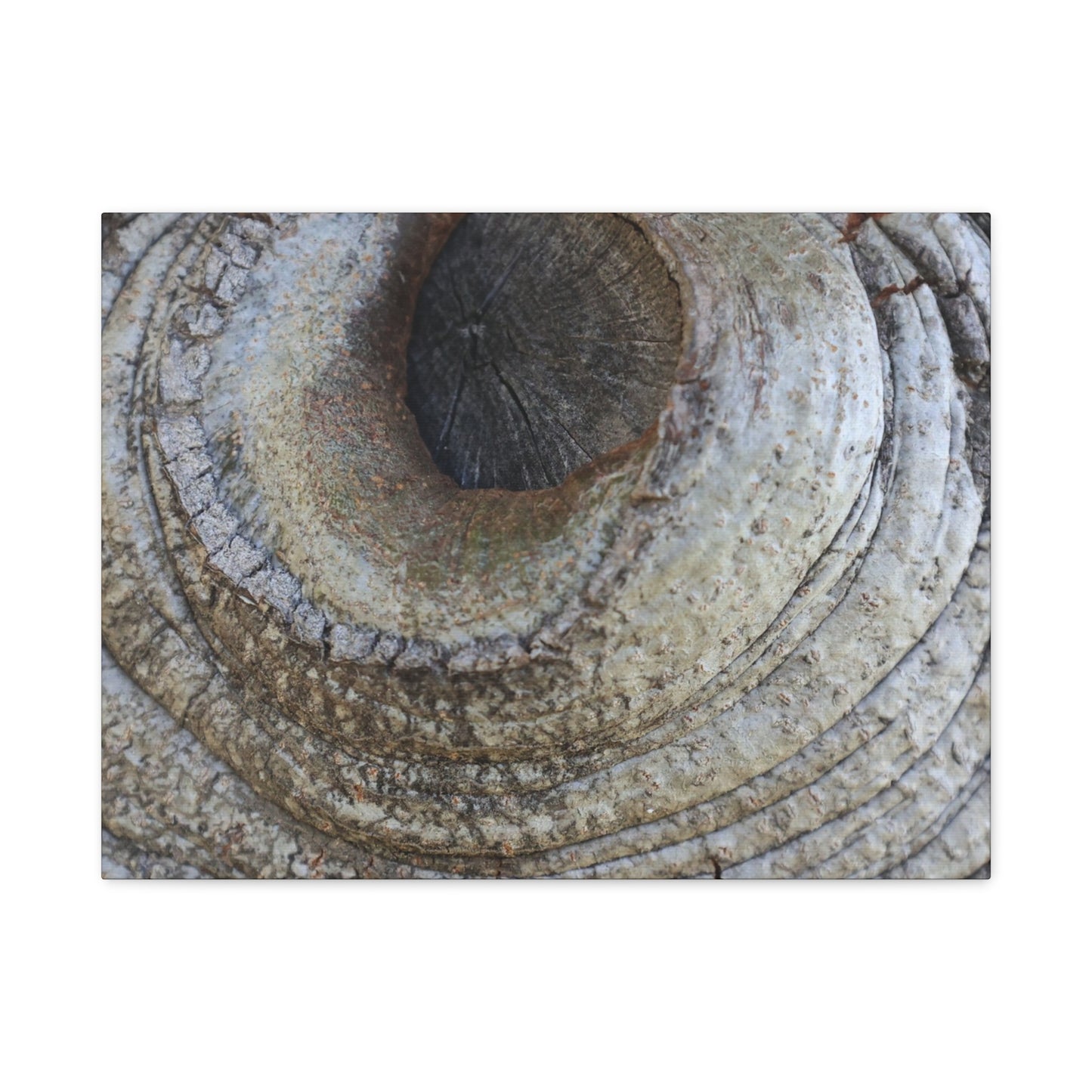Bark's Eye - Unique Frameless Canvas Wall Art - Art By Earth