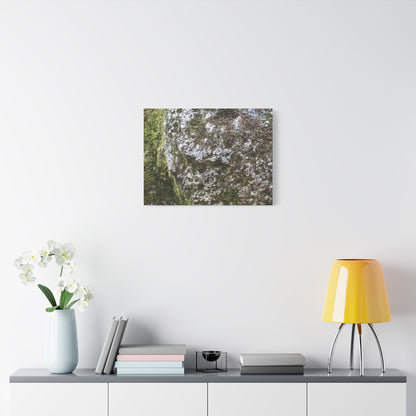Moss and Stone Whispers - Unique Frameless Canvas Wall Art - Art By Earth